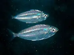 Equulites rivulatus