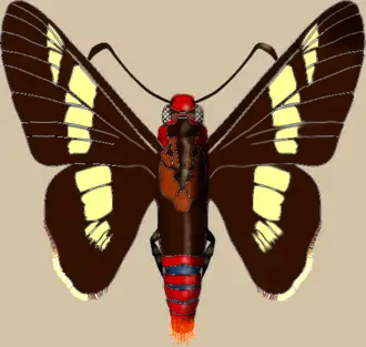 Description de l'image Olafia roscius.png.