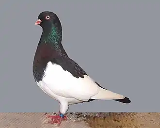 Culbutant Pie à bec clair noir.