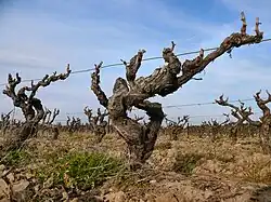 La photographie couleur est prise à ras de terre. Elle montre des vieux pieds de vigne tortueux. Ils sont taillés en éventail et alignés sur un fil de fer de palissage unique.