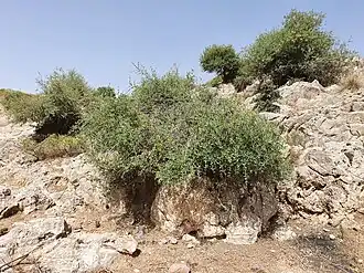 Description de cette image, également commentée ci-après