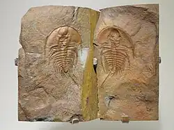 Olenellus sp., fossile et empreinte.Cambrien inférieur de Colombie britannique.Houston Museum of Natural Science, États-unis.