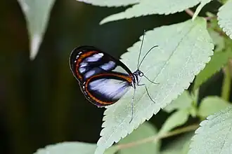 Description de l'image Oleria assimilis assimilis (Nymphalidae Danainae Ithomiini) (46464538451).jpg.