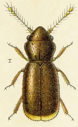 Description de l'image Oligella foveolata.jpg.