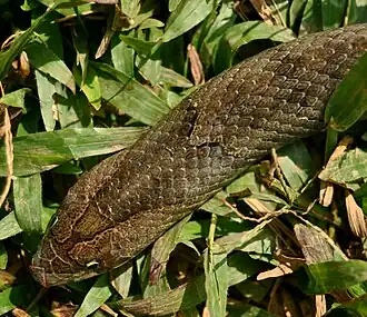 Description de l'image Oligod purpu 110417-14815 H tsa.jpg.