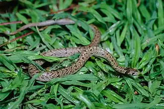 Description de l'image Oligodon barroni, Barron's kukri snake - Tha Yang District, Phetchaburi (28042483455).jpg.