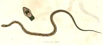 Description de l'image Oligodon catenatus Hardwicke.jpg.