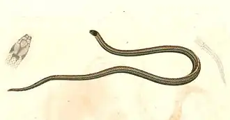 Description de l'image Oligodon dorsalis Hardwicke.jpg.