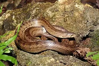 Description de l'image Oligodon formosanus.jpg.