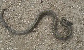 Description de l'image Oligodon mouhoti.jpg.