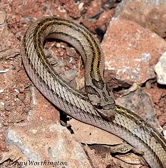 Description de l'image Oligodon taeniatus (Günther, 1861) Striped Kukri Snake (16175431667).jpg.