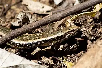 Description de cette image, également commentée ci-après