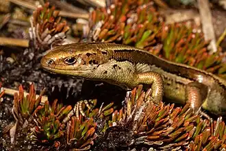 Description de l'image Oligosoma stenotis 239641318.jpg.