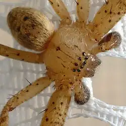 Corps d’Olios argelasius ♂