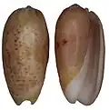 Oliva vidua