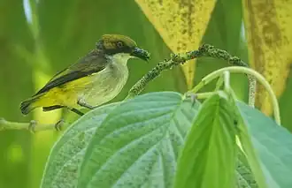 Description de l'image Olive-capped Flowerpecker.jpg.