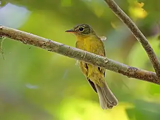 Description de l'image Olive Flyrobin iNaturalist (cropped).jpg.