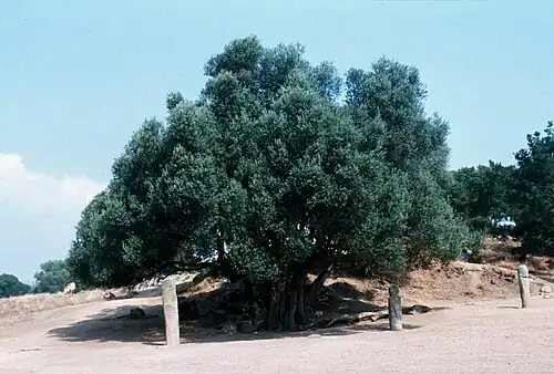 Olivier millénaire de Filitosa