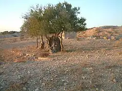 Vieil olivier isolé au milieu d'un terrain.