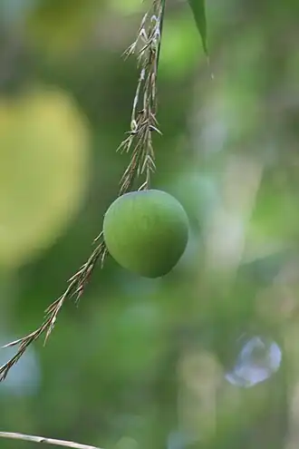 Description de l'image Olmeca recta imported from iNaturalist photo 65579308 on 26 December 2023.jpg.