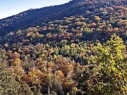 Forêt à gauche en montant à Olmi-Cappella.