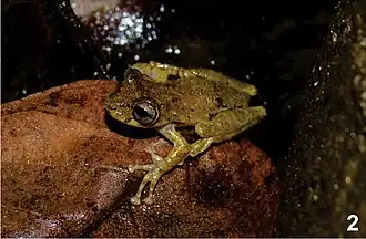 Description de l'image Ololygon and Scinax (10.3897-zoologia.34.e20176) Figures 1–10 (cropped) Scinax angrensis.jpg.