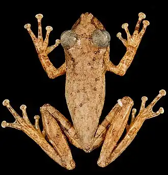 Description de l'image Ololygon_trapicheiroi_from_Costa_Verde.jpg.