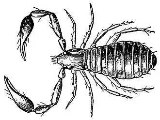 Description de l'image Olpium pallipes.jpg.