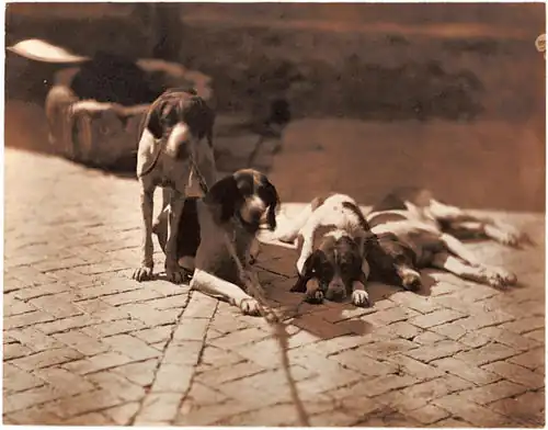Chiens de chasse, vers 1853, musée d'Art de Saint-Louis.