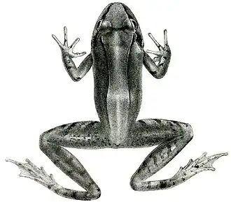 Description de l'image Ombrana sikimensis from Sclater, 1892.jpg.