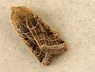 Description de cette image, également commentée ci-après