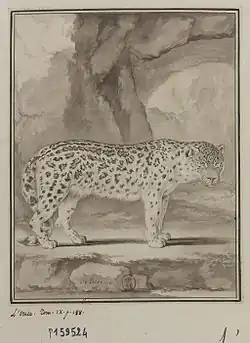 Gravure d'une panthère des neiges