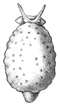 Dessin d'Onchidiopsis glacialis