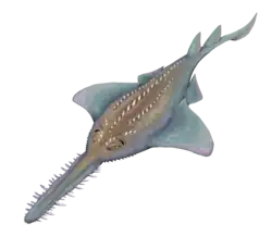 Onchopristis numidus dont les caractéristiques physiques sont semblables à Atlanticopristis.