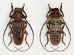 Oncideres gutturator - vue dorsale et ventrale..