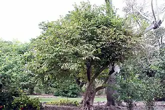 Description de l'image Oncoba spinosa 22zz.jpg.