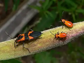 Description de cette image, également commentée ci-après