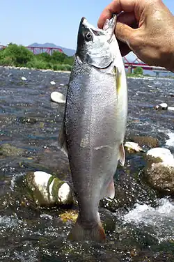 Photo couleur montrant un saumon de profil et tenu par une main d'homme, sur fond d'un cours d'eau sous un ciel bleu.