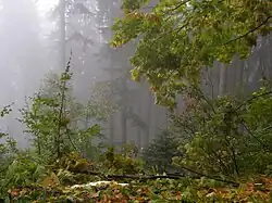 Moravie-Silésie (République tchèque), 2009