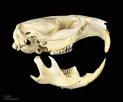 Crâne de Ondatra zibethicus - Muséum de Toulouse