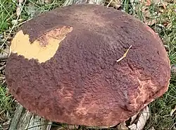 Chapeau à texture ridée-cabosseé, de couleur bordeaux à acajou.