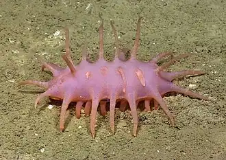 Oneirophanta mutabilis (Deimatidae)