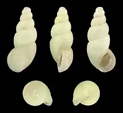 Onoba aculeus