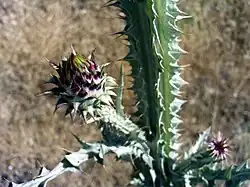 Détail de la tige et capitules en bouton.