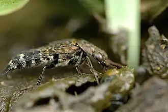 Description de l'image Ontholestes.murinus.jpg.