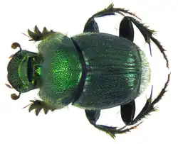 Onthophagus aeruginosus.