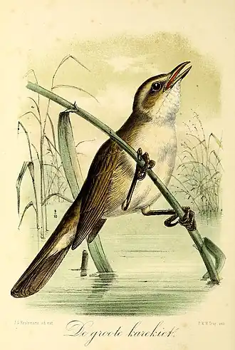 Description de l'image Onze vogels in huis en tuin (12367360215).jpg.