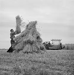 Les gerbes devaient être immédiatement et adroitement disposées en meulons pour sécher sans prendre la pluie, Pays-Bas, 1953