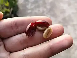 Les deux graines de café par baie.