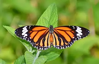 Description de l'image Open wing Basking of Danaus genutia (Cramer, 1779) - Striped Tiger (Male) WLB IMG 0931a.jpg.